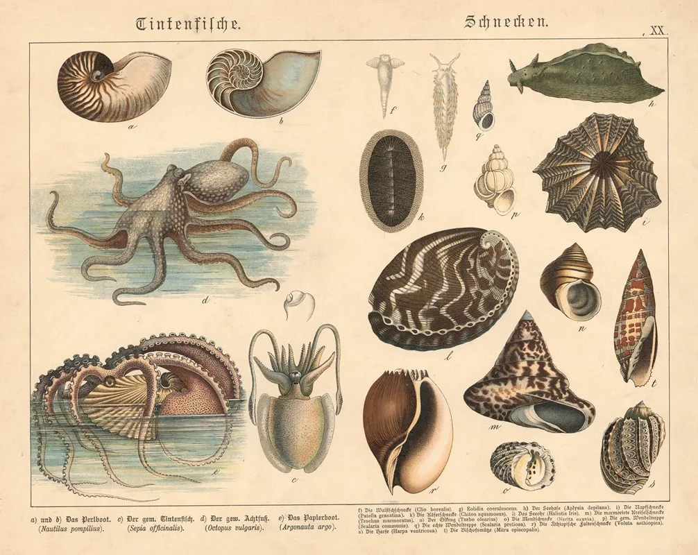 Tintenfische Schnecken Wall Art by Gotthilf Heinrich von Schubert - High-Resolution Digital Print