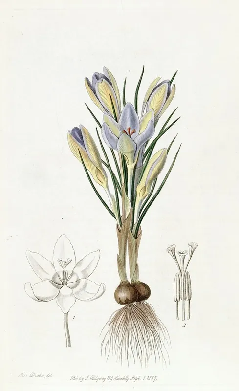 Tiny Crocus Wall Art by Sydenham Edwards - High-Resolution Digital Print