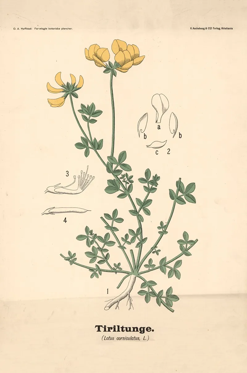 Tiriltunge Lotus Corniculatus L Wall Art by Olaf Alfred Hoffstad - High-Resolution Digital Print