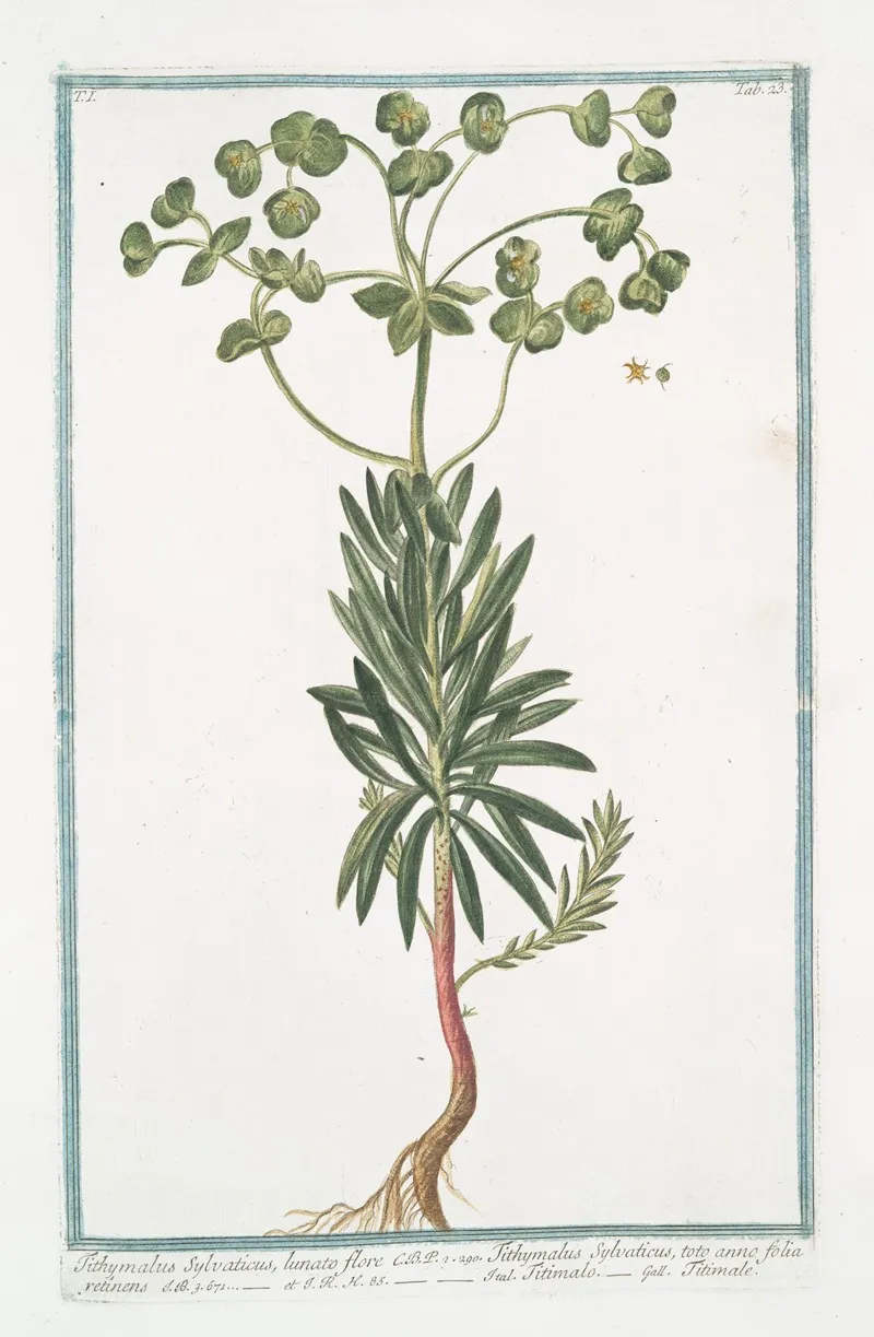 Tithymalus Sylvaticus Lunato Flore C B P Tithymalus Sylvaticus Toto Anno Folia Retinens Titimalo Titimale