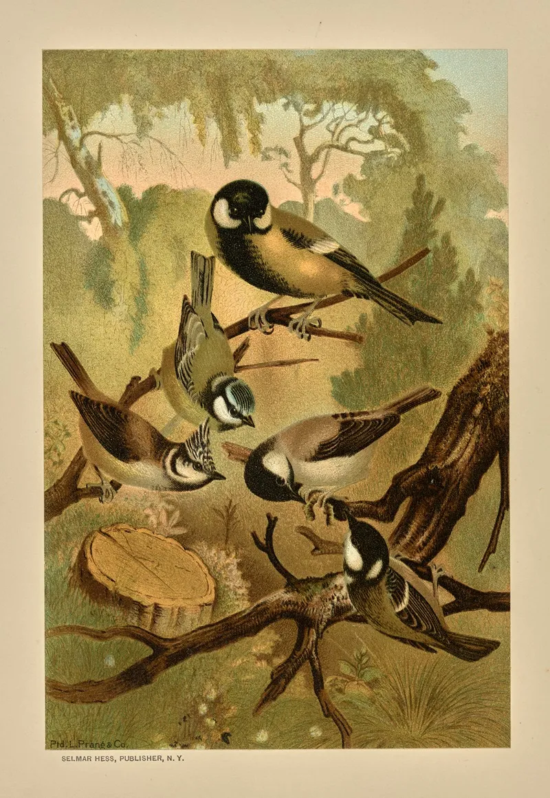 Titmice 2