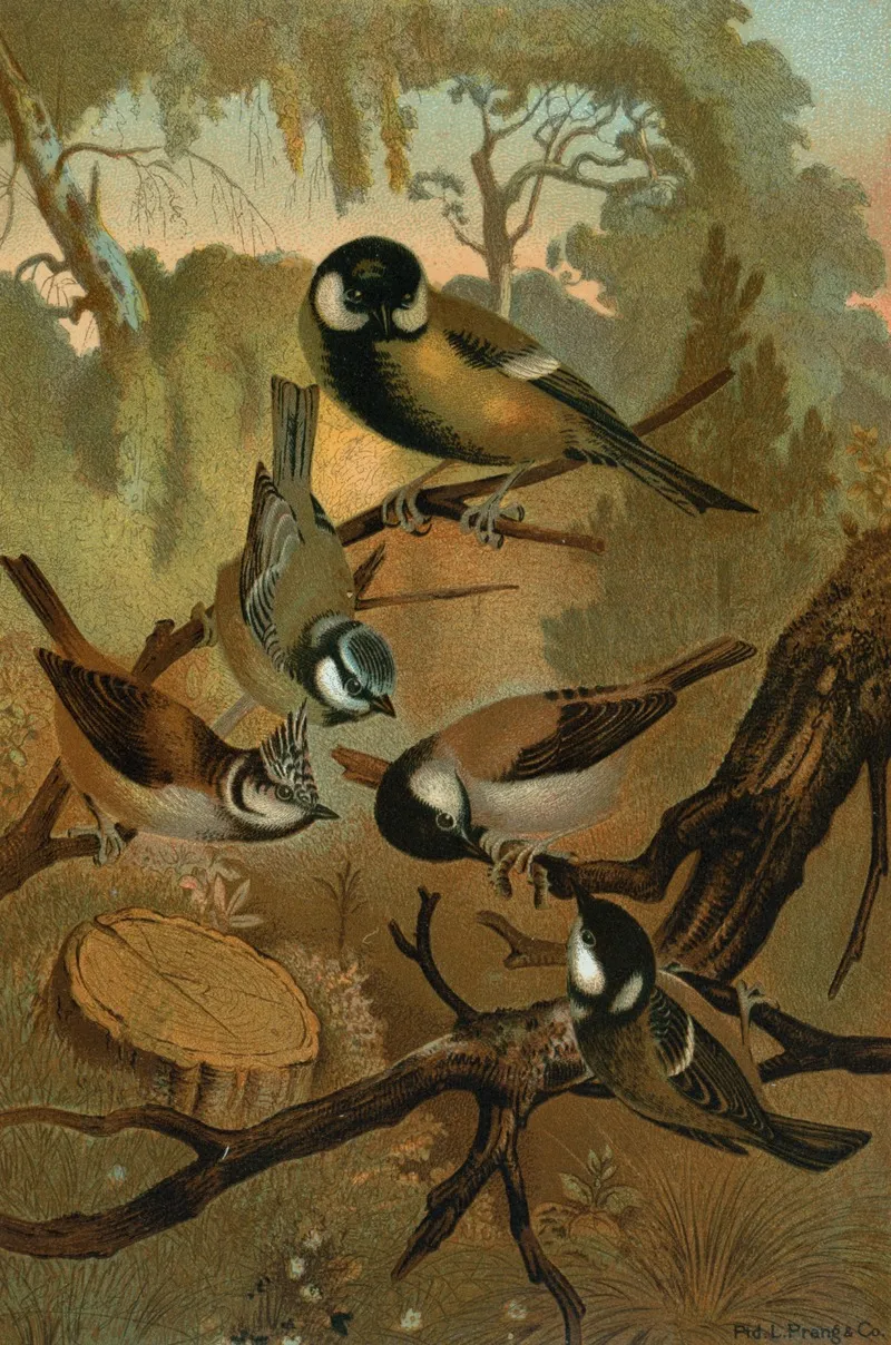 Titmice Wall Art by John George Wood - High-Resolution Digital Print