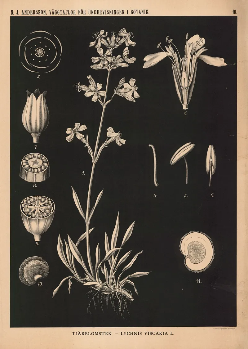 Tjarblomster Lychnis Viscaria L Wall Art by Nils Johan Andersson - High-Resolution Digital Print