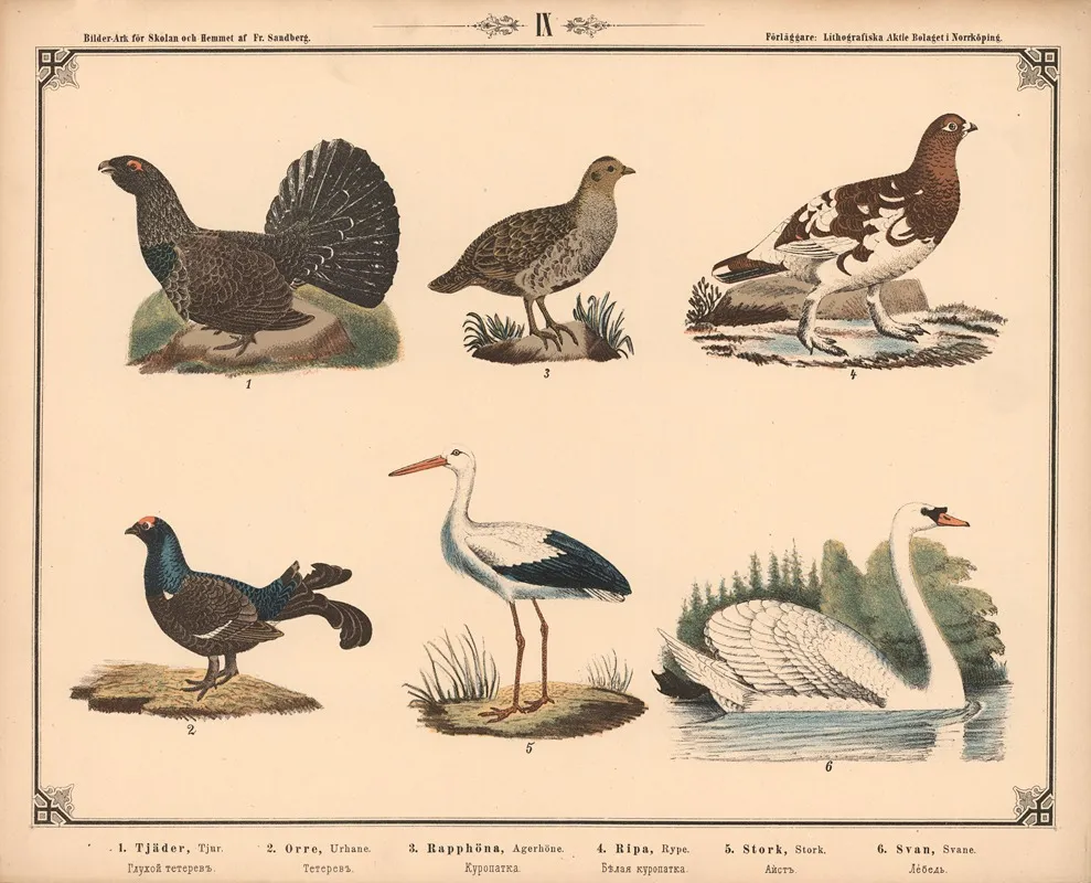 Tjur Urhane Agerhone Rype Stork Og Svane Wall Art by Fredrik Sandberg - High-Resolution Digital Print
