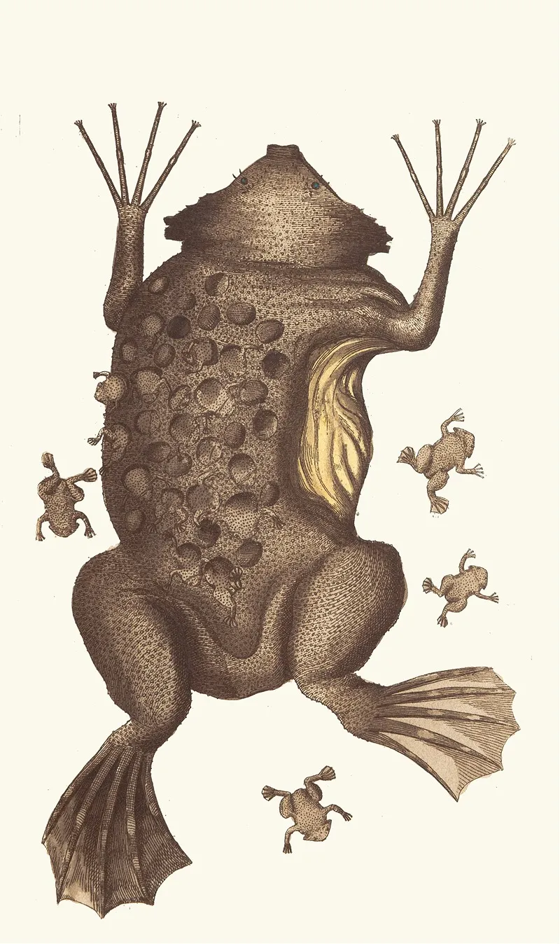Toad Of Surinam Wall Art by George Shaw - High-Resolution Digital Print