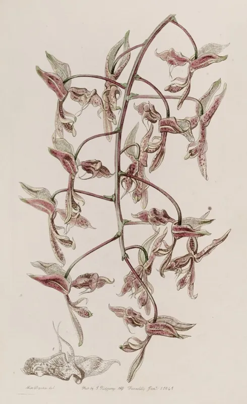 Toad Skinned Gongora Wall Art by Sydenham Edwards - High-Resolution Digital Print