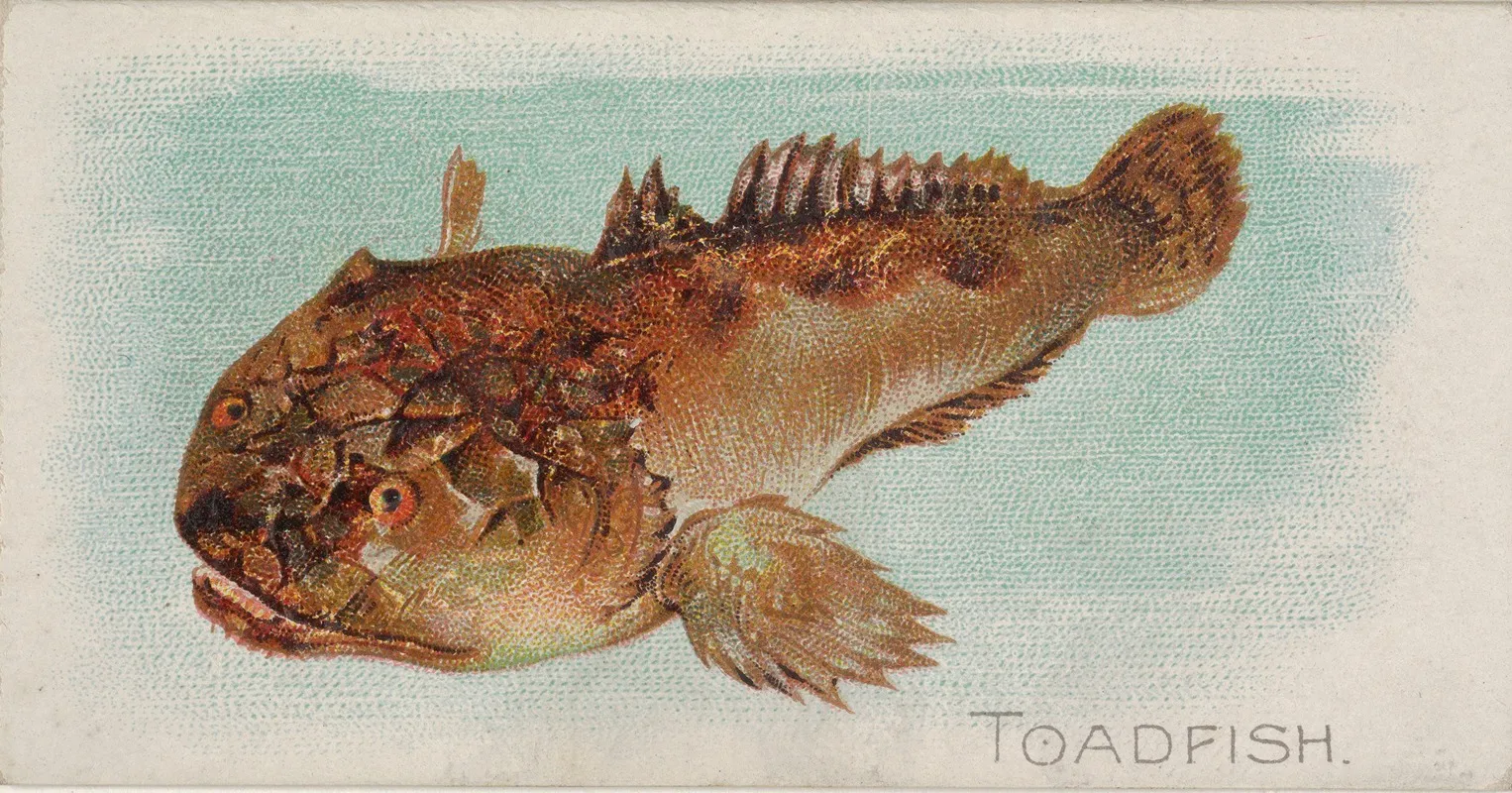 Toadfish Wall Art by Allen &amp; Ginter - High-Resolution Digital Print