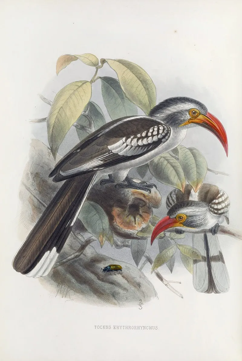 Tockus Erythrorhynchus Wall Art by Daniel Giraud Elliot - High-Resolution Digital Print