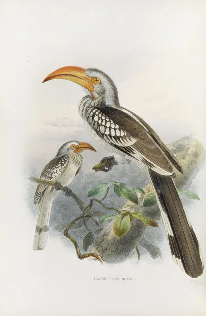 Tockus Flavirostris Wall Art by Daniel Giraud Elliot - High-Resolution Digital Print