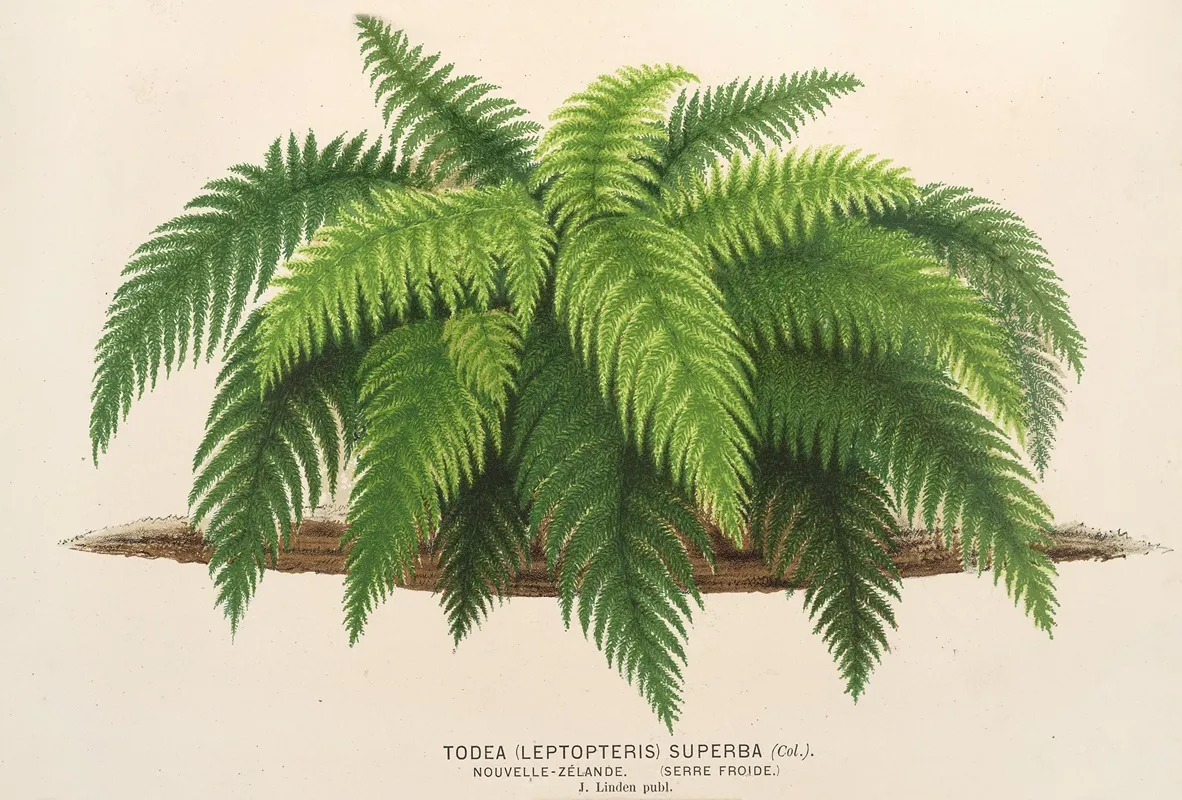 Todea Leptopteris Superba Wall Art by Charles Antoine Lemaire - High-Resolution Digital Print