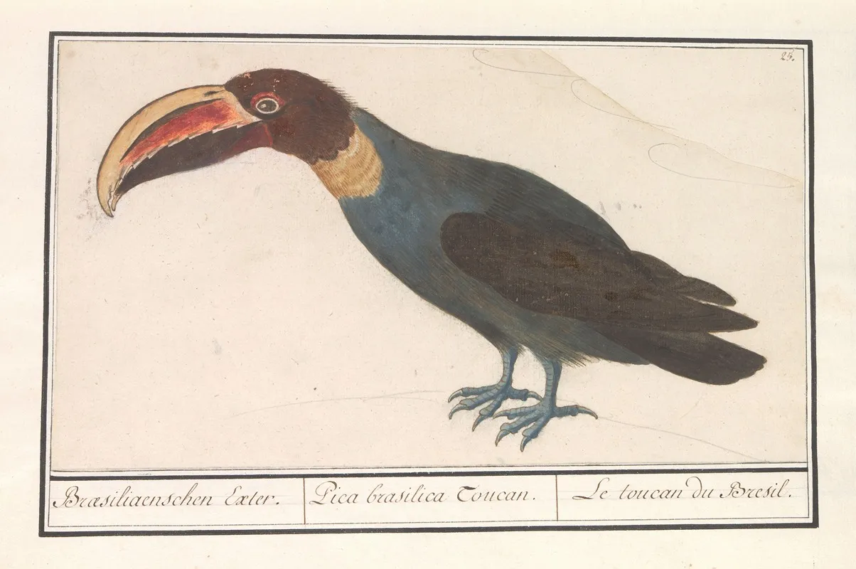 Toekan Ramphastos Wall Art by Anselmus Boëtius de Boodt - High-Resolution Digital Print