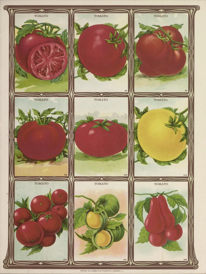 Tomato 2 Wall Art by Genesee Valley Lithograph Co. - High-Resolution Digital Print