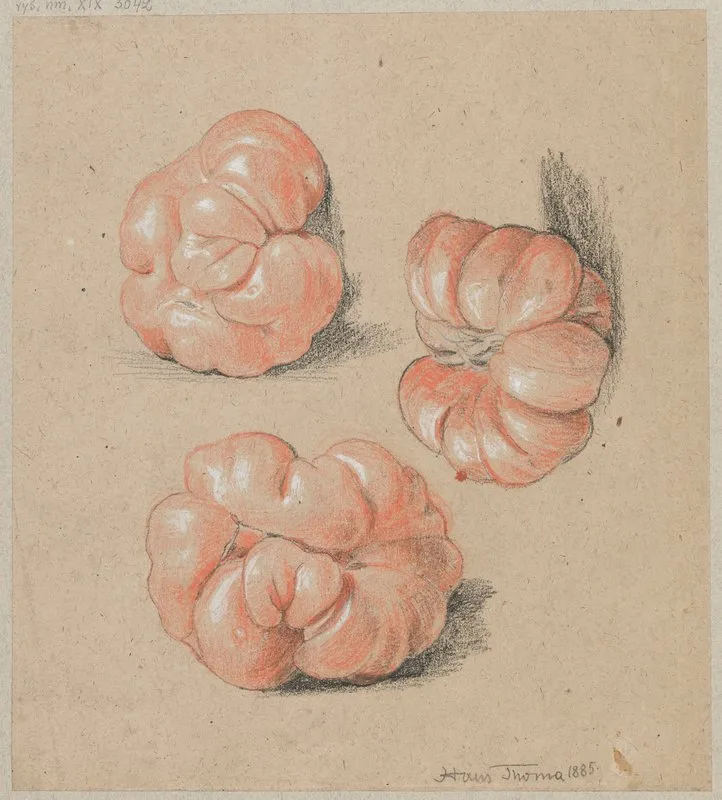 Tomatoes 2 Wall Art by Hans Thoma - High-Resolution Digital Print