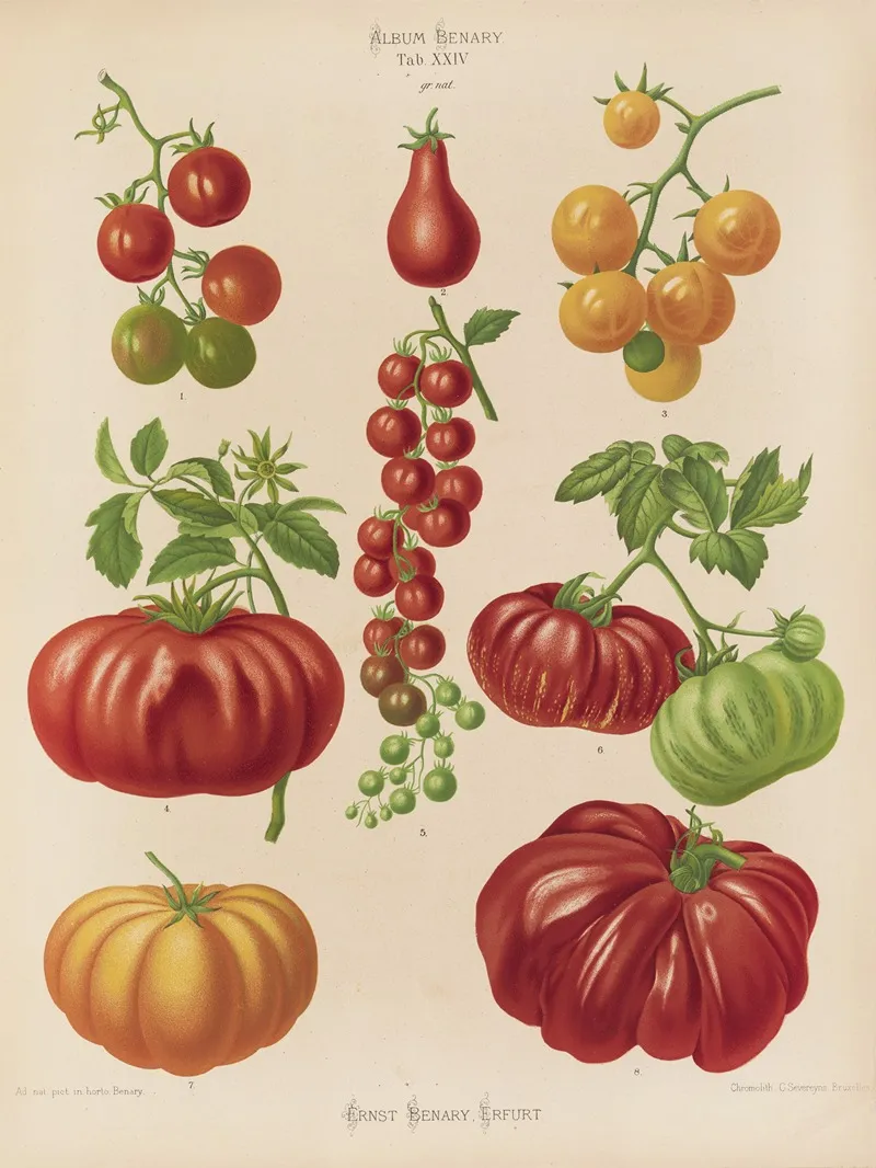 Tomatoes Or Love Apples Wall Art by Ernst Benary - High-Resolution Digital Print
