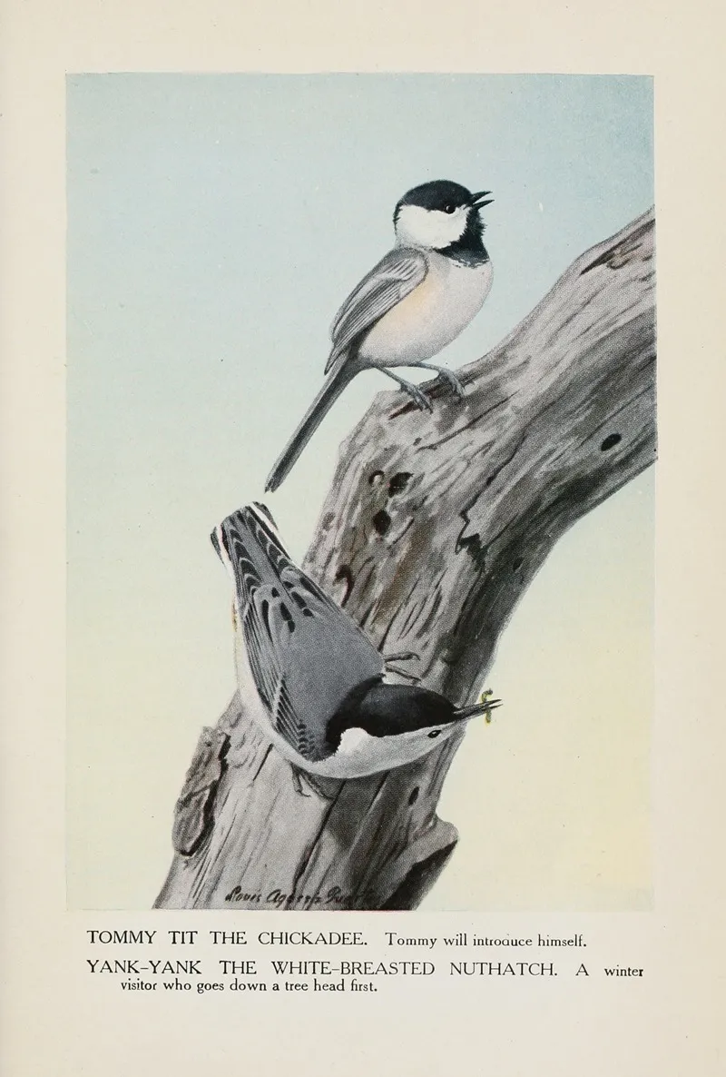 Tommy Tit The Chickadee Yank Yank The White Breasted Nuthatch Wall Art by Louis Agassiz Fuertes - High-Resolution Digital Print