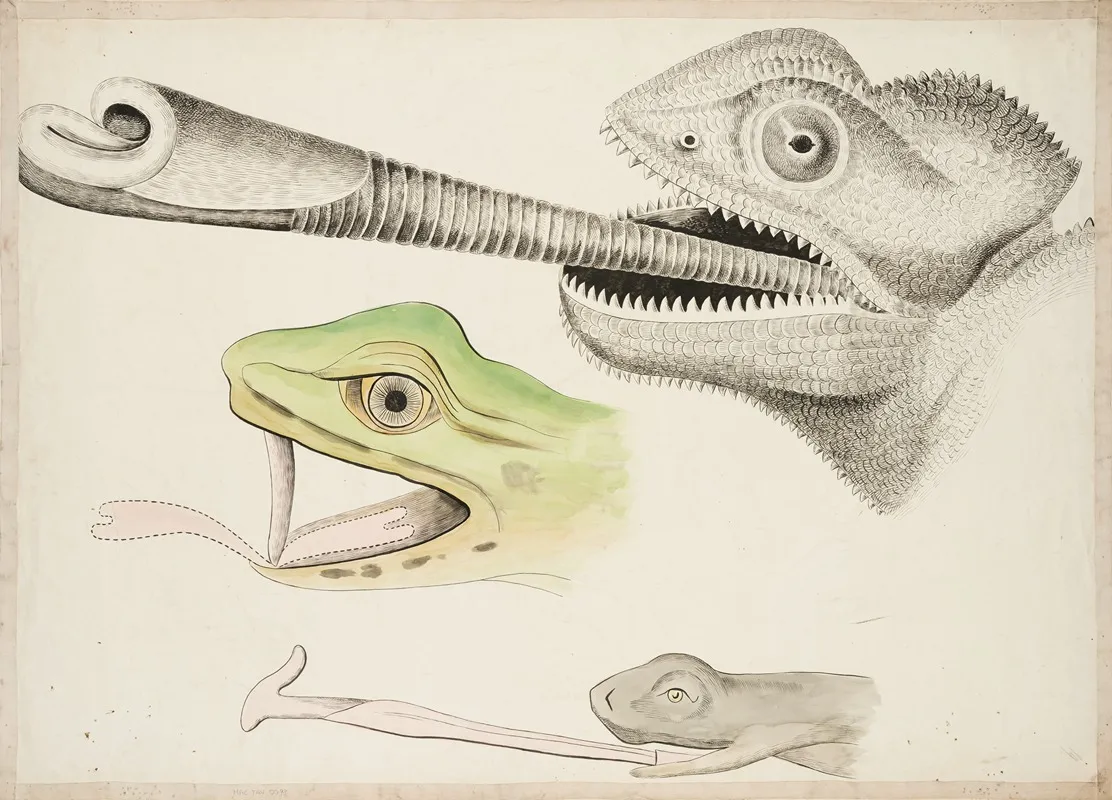 Tongue Projection In A Chameleon A Frog And A Lungless Salamander