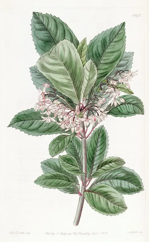 Tooth Leaved Ardisia Wall Art by Sydenham Edwards - High-Resolution Digital Print