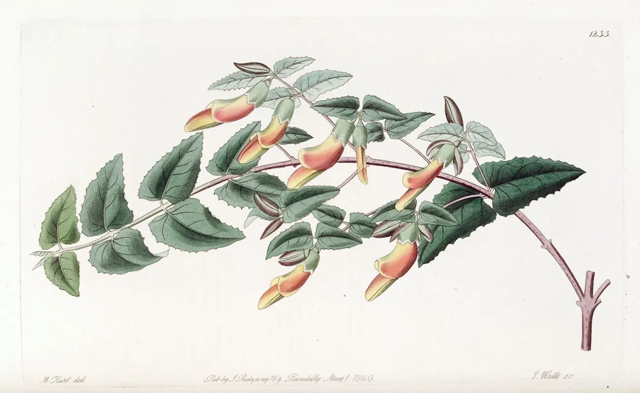 Tooth Leaved Scottia Wall Art by Sydenham Edwards - High-Resolution Digital Print