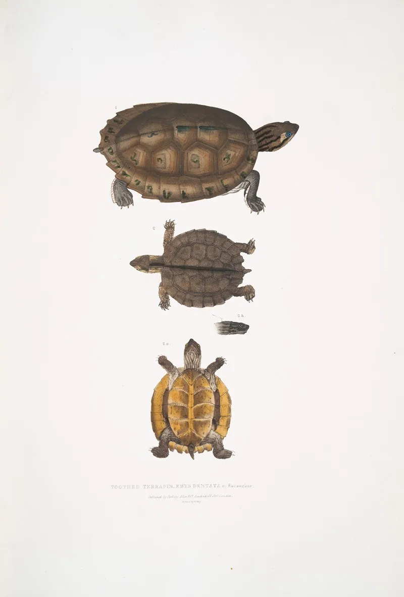 Toothed Terrapin Emys Dentata