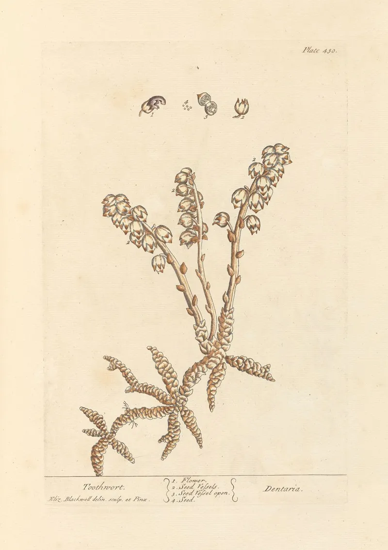 Toothwort Wall Art by Elizabeth Blackwell - High-Resolution Digital Print