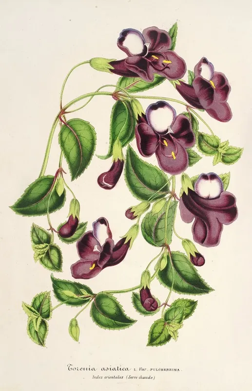 Torenia Asiatica Wall Art by Charles Antoine Lemaire - High-Resolution Digital Print