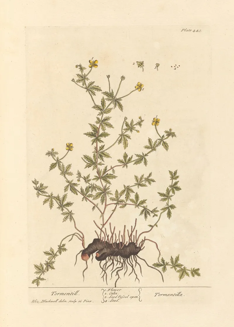 Tormentill Wall Art by Elizabeth Blackwell - High-Resolution Digital Print