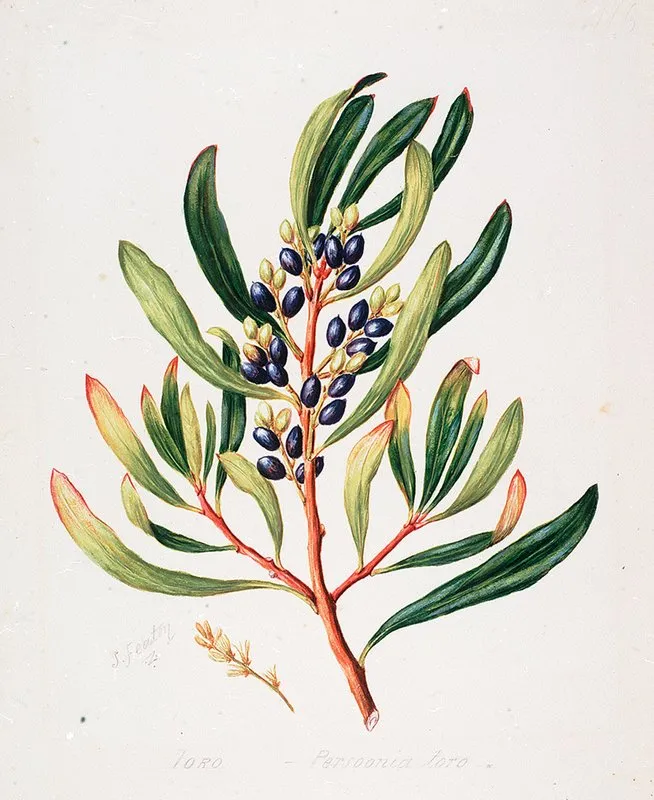 Toronia Toru Wall Art by Sarah Featon - High-Resolution Digital Print