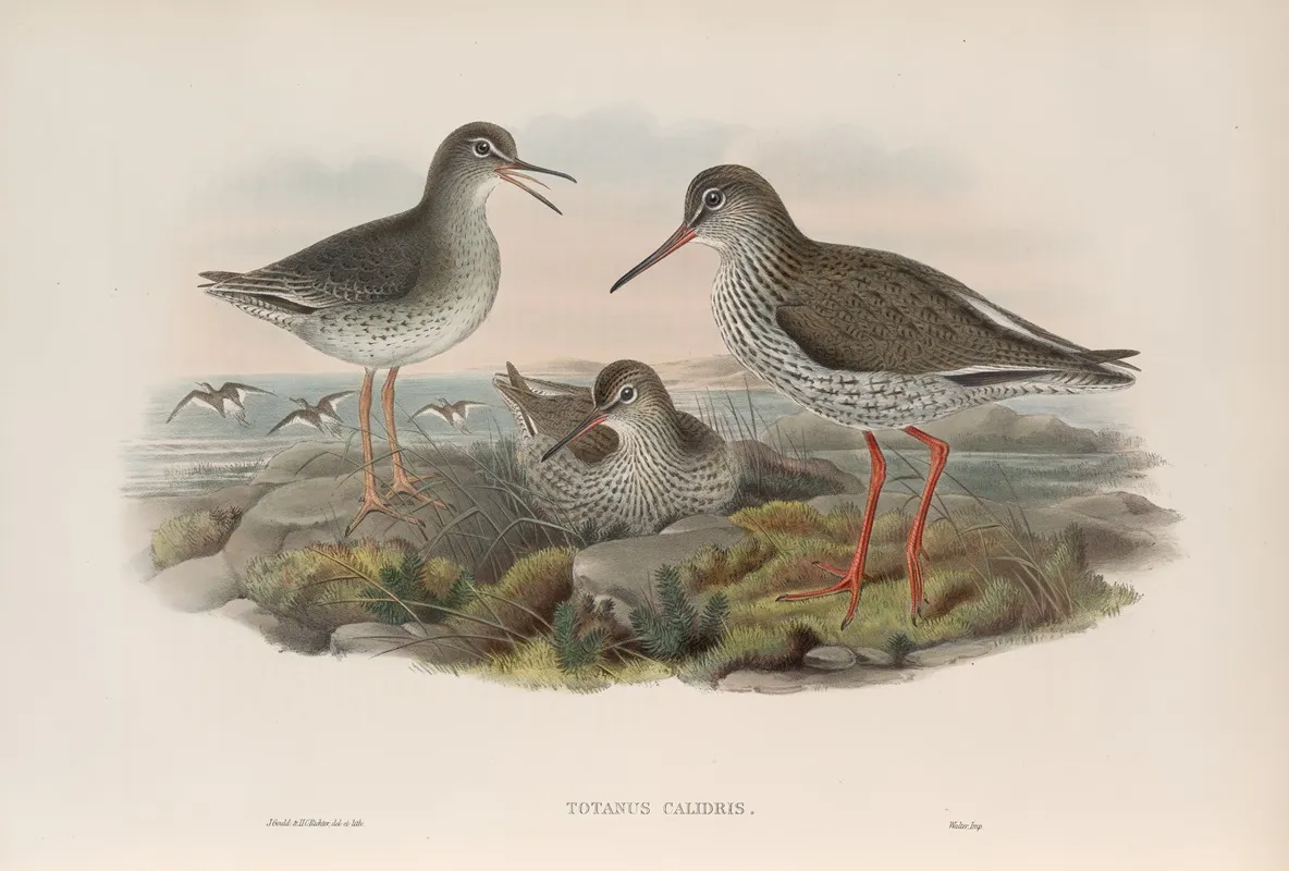 Totanus Calidris Redshank Wall Art by John Gould - High-Resolution Digital Print
