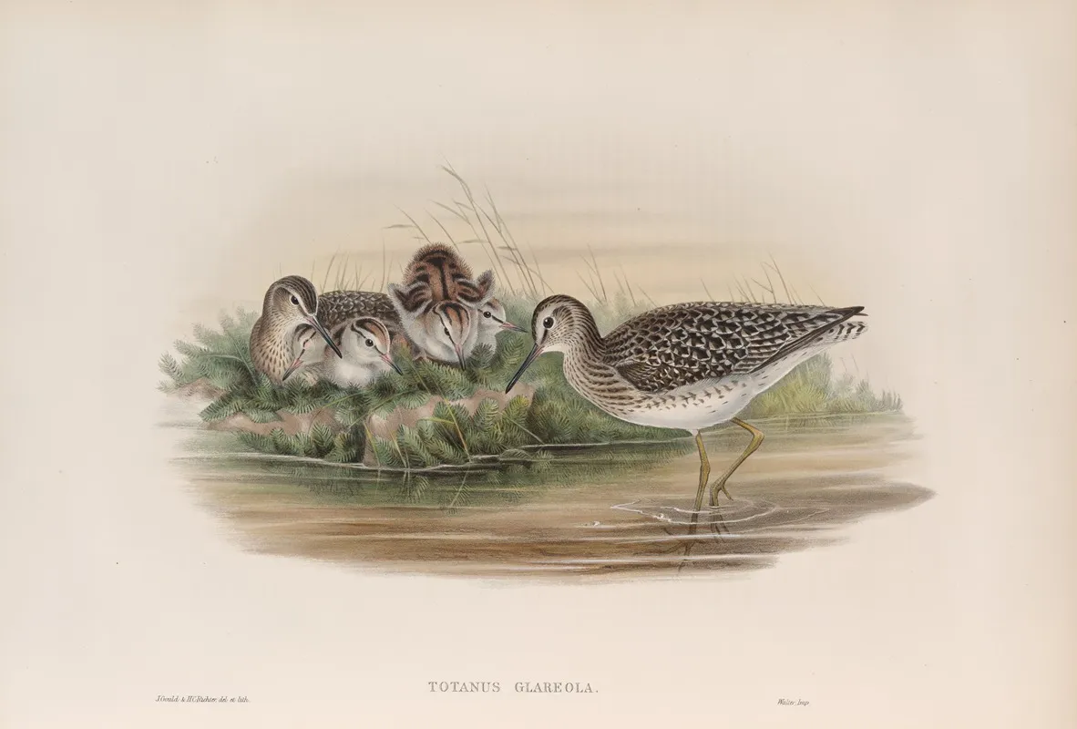Totanus Glareola Wood Sandpiper Wall Art by John Gould - High-Resolution Digital Print