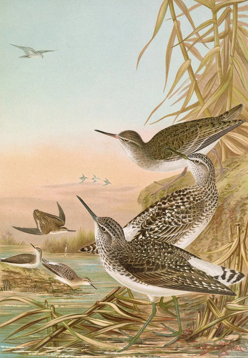 Totanus Ochropus Totanus Glareola Tringoides Hypoleucus 2 Wall Art by Johann Friedrich Naumann - High-Resolution Digital Print