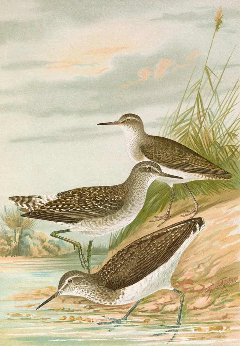 Totanus Ochropus Totanus Glareola Tringoides Hypoleucus Wall Art by Johann Friedrich Naumann - High-Resolution Digital Print