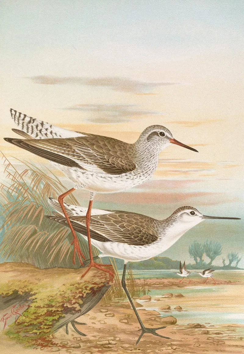Totanus Totanus Totanus Stagnatilis Bechst Wall Art by Johann Friedrich Naumann - High-Resolution Digital Print