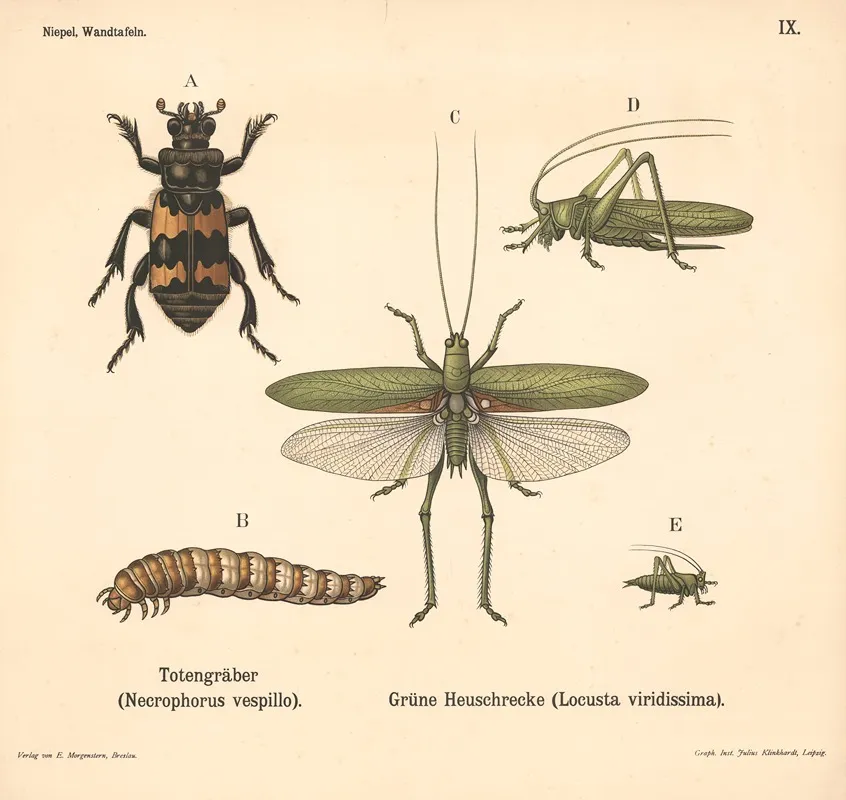 Totengraber Necrophorus Vespillo Grune Heuschrecke Lo Custa Viridissima Wall Art by Julius Klinkhardt - High-Resolution Digital Print
