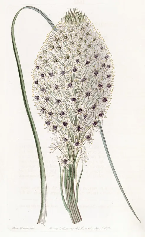 Tough Leaved Xerophyllum Wall Art by Sydenham Edwards - High-Resolution Digital Print