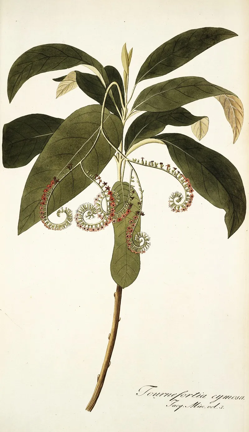 Tournefortia Cymosa Wall Art by Nikolaus Joseph Freiherr von Jacquin - High-Resolution Digital Print