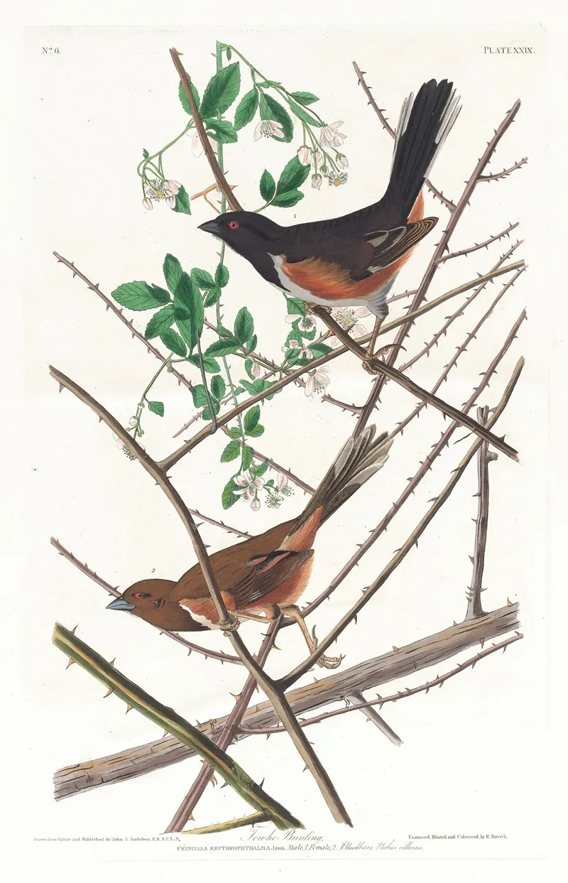 Towhe Bunting Wall Art by John James Audubon - High-Resolution Digital Print