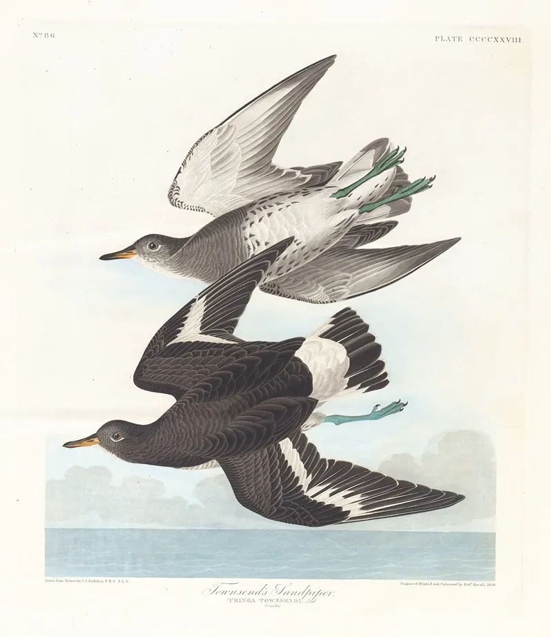 Townsends Sandpiper Wall Art by John James Audubon - High-Resolution Digital Print