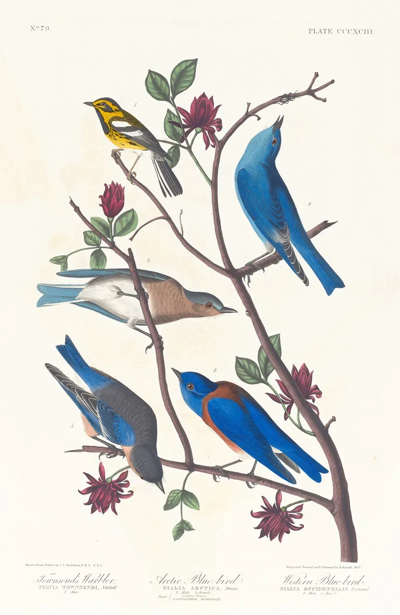 Townsends Warbler Arctic Blue Bird Western Blue Bird Wall Art by John James Audubon - High-Resolution Digital Print