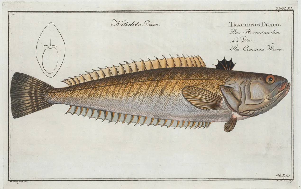 Trachinus Draco The Common Weever Wall Art by Marcus Elieser Bloch - High-Resolution Digital Print