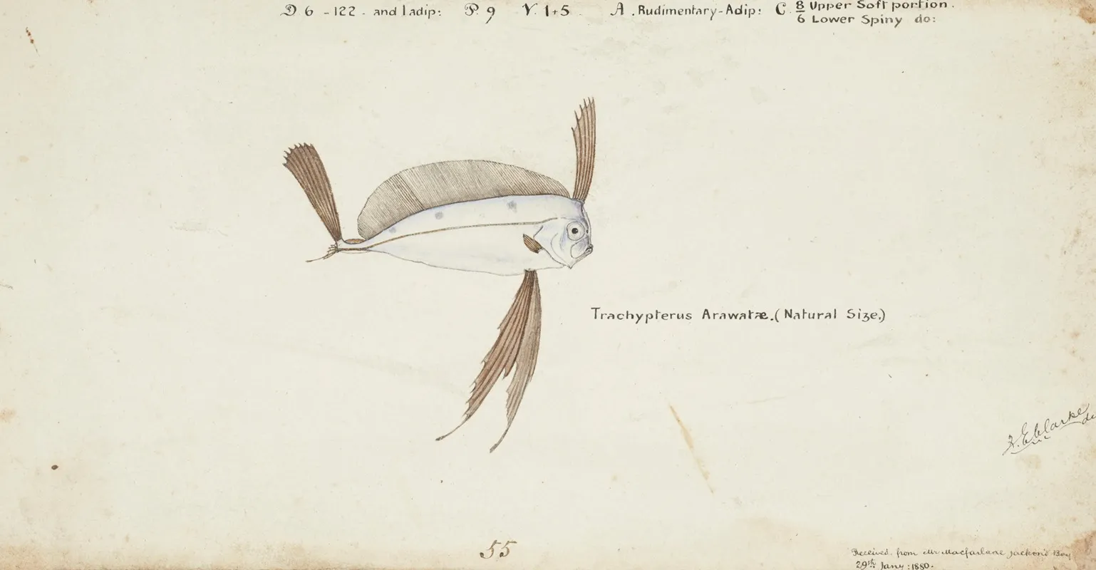 Trachipterus Trachypterus Nz Ribbonfish