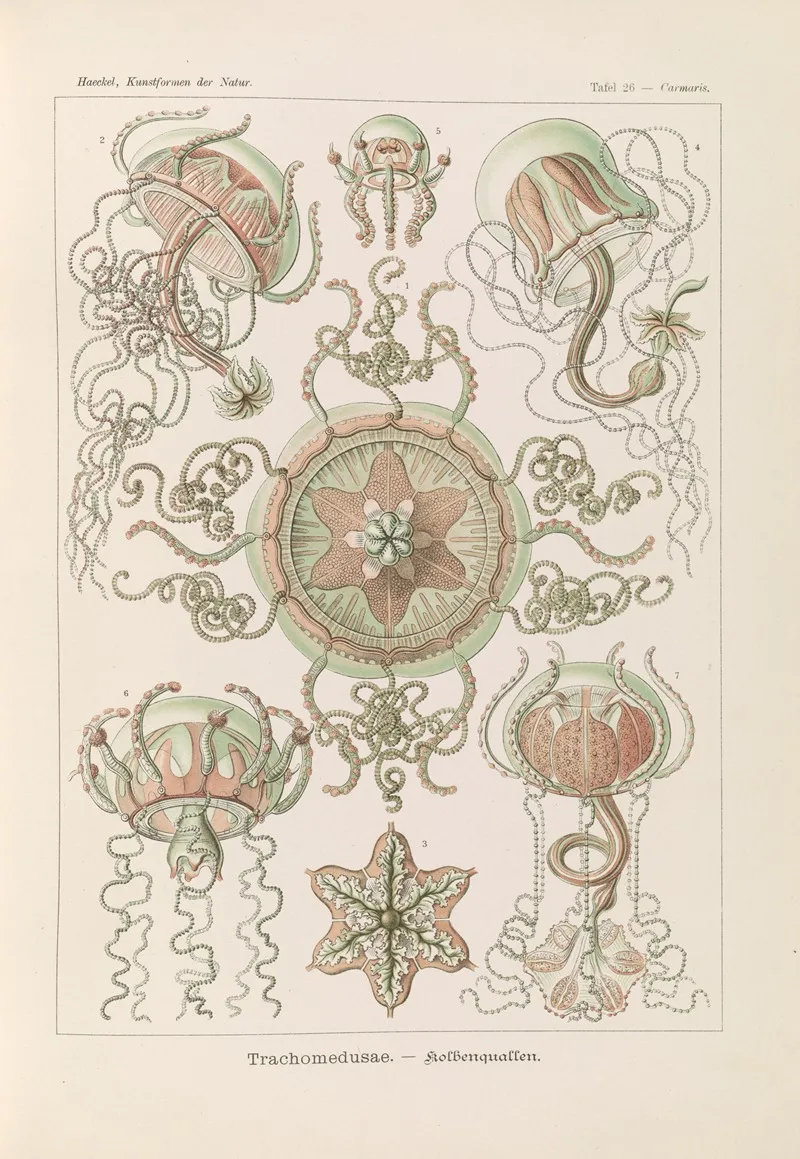 Trachomedusae Kolbenquallen Wall Art by Ernst Haeckel - High-Resolution Digital Print