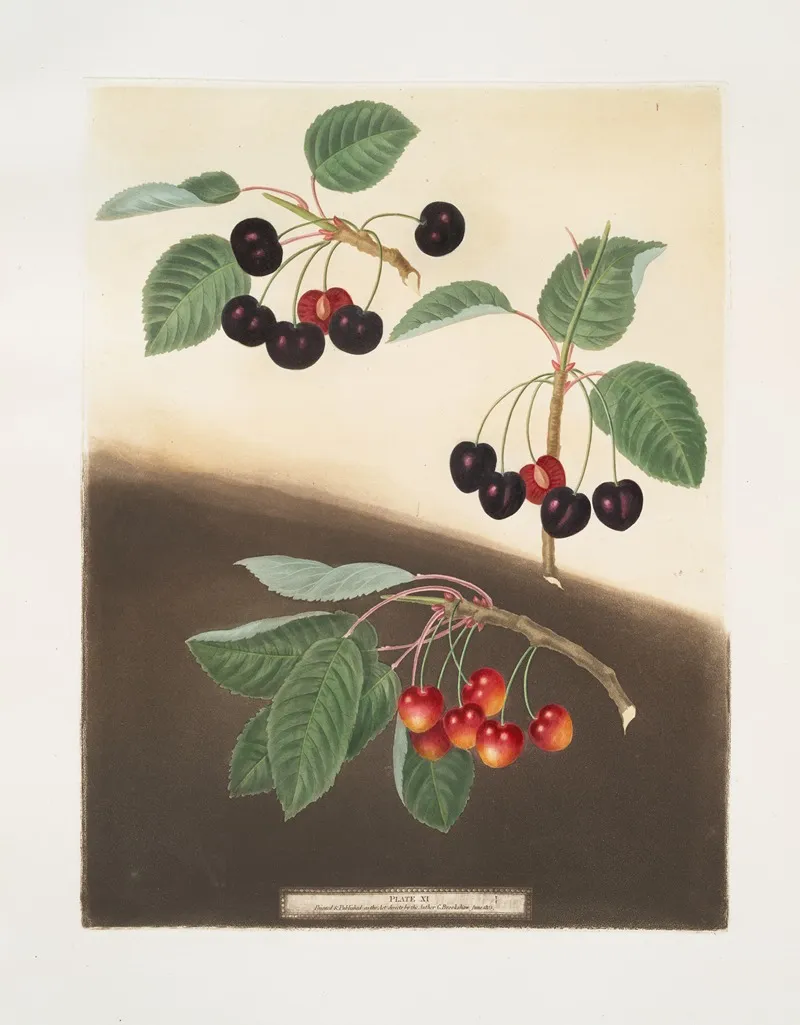 Tradescant Millets And Amber Heart Cherries Wall Art by George Brookshaw - High-Resolution Digital Print
