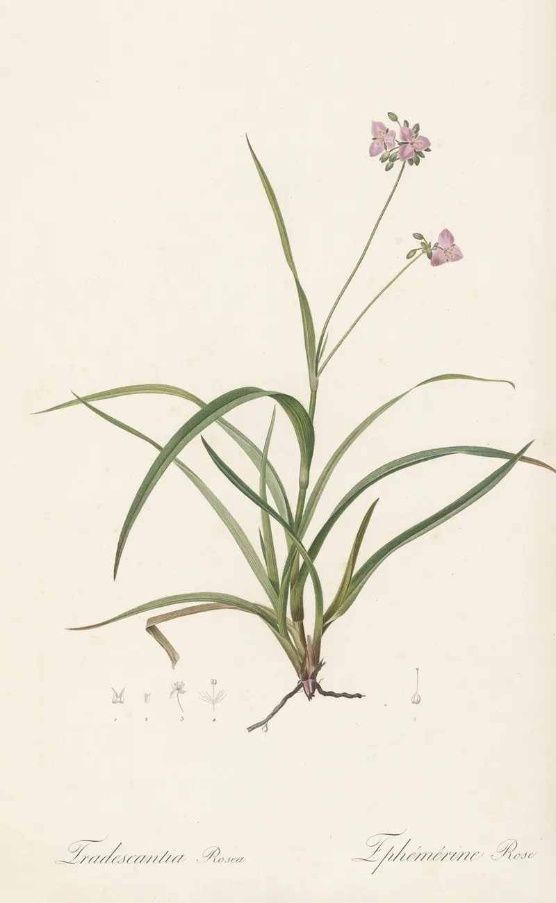 Tradescantia Rosea Wall Art by Pierre Joseph Redouté - High-Resolution Digital Print