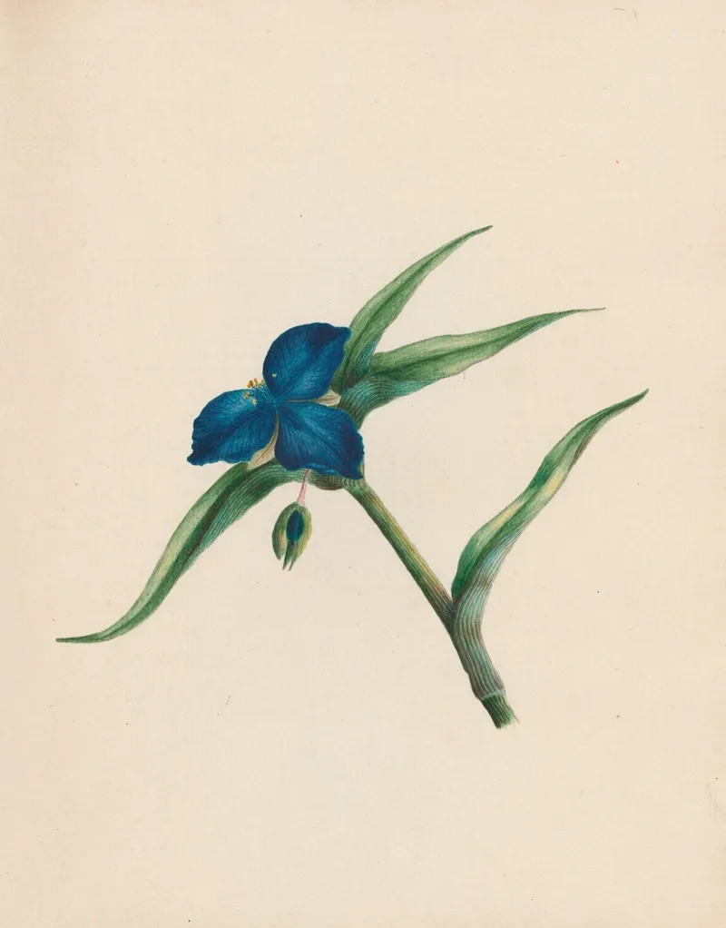 Tradescantia Virginian Spiderwort Wall Art by R. B. F. - High-Resolution Digital Print