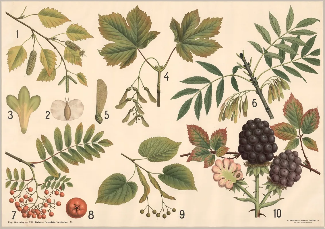 Traeagtige Skovplanter Birk Lind M V Wall Art by Vilhelm Balslev - High-Resolution Digital Print