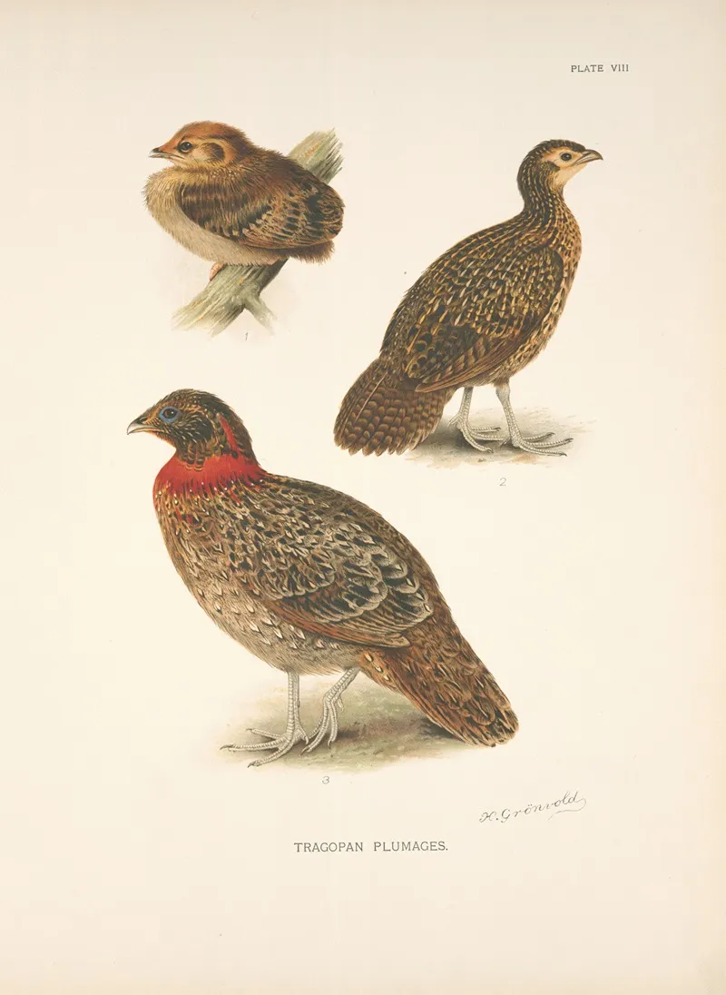 Tragopan Plumages Tragopan Satyra Wall Art by Henrik Gronvold - High-Resolution Digital Print