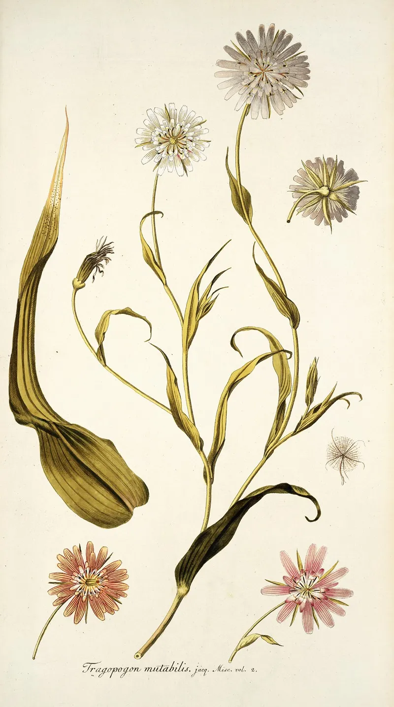 Tragopogon Mutabilis Wall Art by Nikolaus Joseph Freiherr von Jacquin - High-Resolution Digital Print
