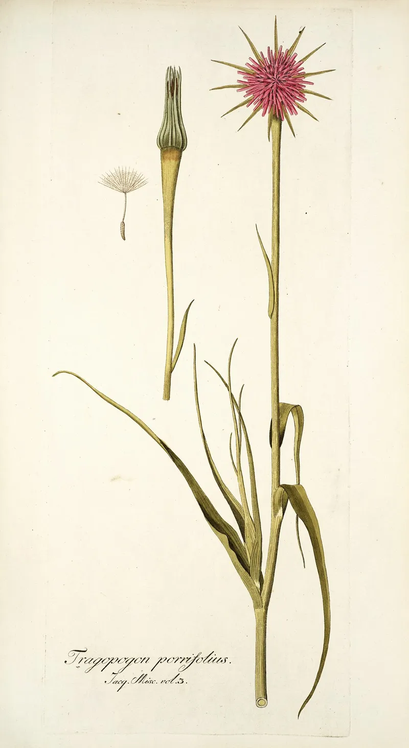 Tragopogon Porrifolius Wall Art by Nikolaus Joseph Freiherr von Jacquin - High-Resolution Digital Print