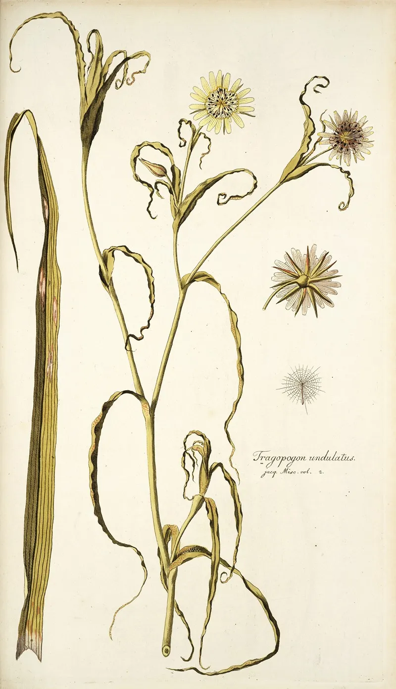 Tragopogon Undulatus Wall Art by Nikolaus Joseph Freiherr von Jacquin - High-Resolution Digital Print
