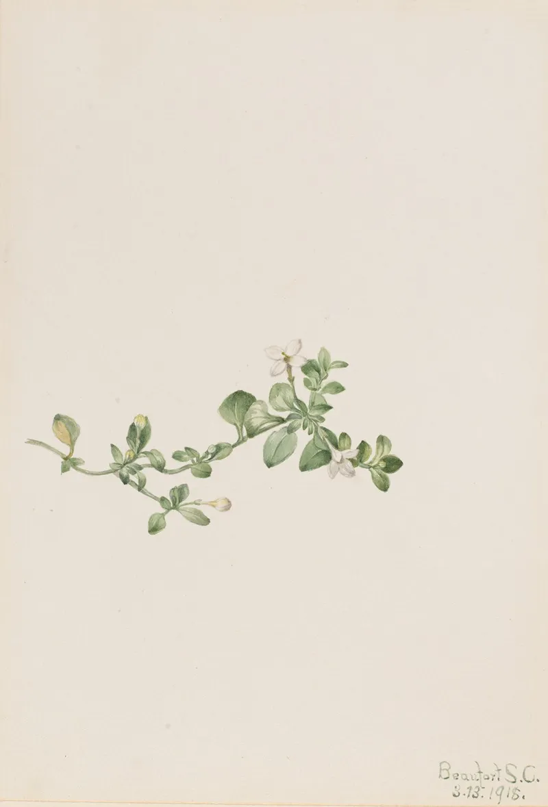 Trailing Houstonia Houstonia Procumbens